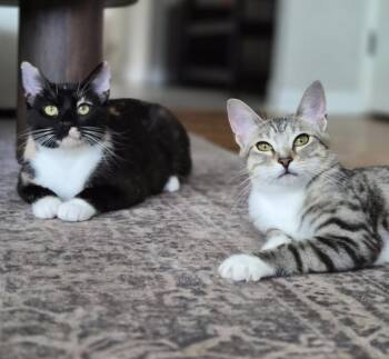 Poppy & Blossom -  Domestic Short Hair Cat for Adoption in Cincinnati, Ohio - Poppy & Blossom | PetCurious