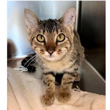 Rue -  Tabby Cat for Adoption in Millcreek, Utah - Rue | PetCurious