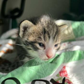 Woody -  Domestic Short Hair Cat for Adoption in Harlingen, Texas - Woody | PetCurious