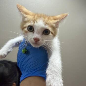 Kismet -  Domestic Short Hair Cat for Adoption in Westminster, California - Kismet | PetCurious