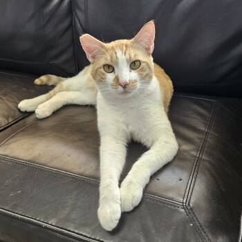 Rescue Domestic Short Hair Cats for Adoption in Las Vegas, Nevada - Creamsicle | PetCurious