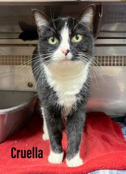Rescue Domestic Short Hair Cats for Adoption in Clearfield, Kentucky - Cruella | PetCurious