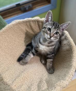 Taser -  Domestic Short Hair Cat for Adoption in Walled Lake, Michigan - Taser | PetCurious