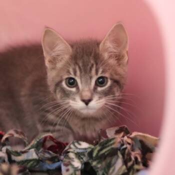 Rescue Domestic Medium Hair and Domestic Short Hair Cats for Adoption in Walla Walla, Washington - Sterling | PetCurious