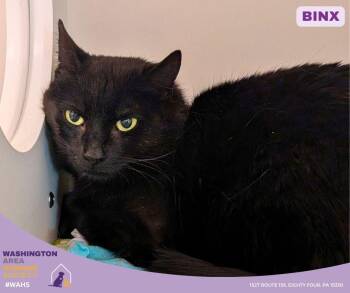 Domestic Short Hair Cats Available for Adoption in Eighty Four, Pennsylvania - Binx | PetCurious