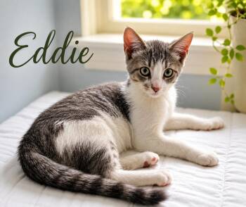 Eddie (FCID# 05/20/2026 - 14 West Chester PS) -  Tabby Cat for Adoption in Greenville, Delaware - Eddie (FCID# 05/20/2026 - 14 West Chester PS) | PetCurious