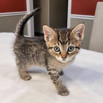 Rune -  Domestic Short Hair Cat for Adoption in Mount Vernon, Indiana - Rune | PetCurious