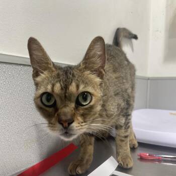 Domestic Short Hair Cats Available for Adoption in Tampa, Florida - Gina | PetCurious