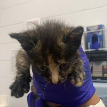 Domestic Short Hair Cats Available for Adoption in West Palm Beach, Florida - Malibu | PetCurious