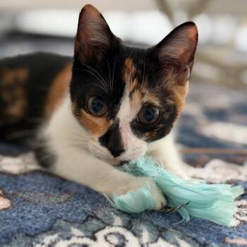Tefiti -  Domestic Short Hair Cat for Adoption in Sunrise, Florida - Tefiti | PetCurious