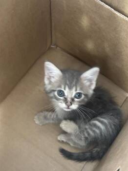 VERONICA -  Domestic Short Hair Cat for Adoption in Dallas, Texas - VERONICA | PetCurious
