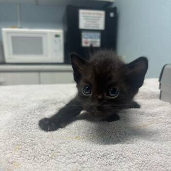 Sprinkles -  Domestic Short Hair Cat for Adoption in Riverside, California - Sprinkles | PetCurious
