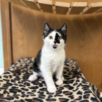 Domestic Short Hair Cats Available for Adoption in Fargo, North Dakota - Iron--In Foster | PetCurious