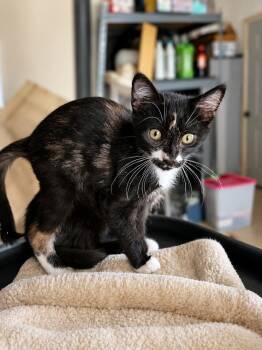 Razz -  Domestic Short Hair Cat for Adoption in Rio Linda, California - Razz | PetCurious