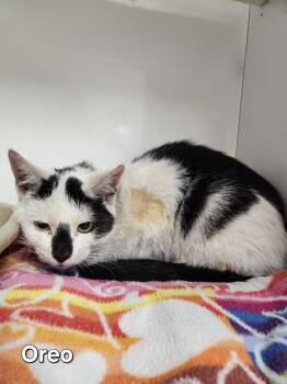 Rescue Domestic Short Hair Cats for Adoption in Wabash, Indiana - Oreo | PetCurious