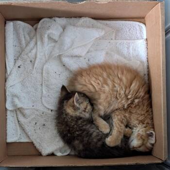 Everest -  Domestic Short Hair Cat for Adoption in Walker, Michigan - Everest | PetCurious