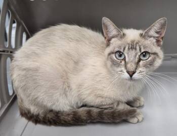 Sf-6 -  Domestic Short Hair Cat for Adoption in Lawrenceville, Georgia - Sf-6 | PetCurious