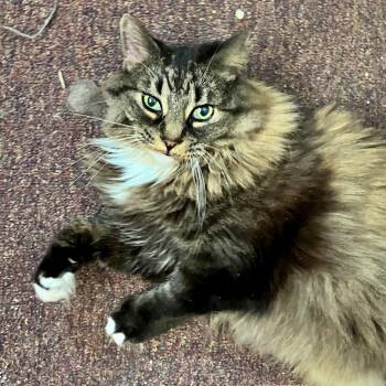 Sugarfoot -  Domestic Long Hair Cat for Adoption in Prescott, Arizona - Sugarfoot | PetCurious