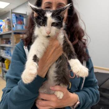 Korova -  Domestic Short Hair Cat for Adoption in Naperville, Illinois - Korova | PetCurious