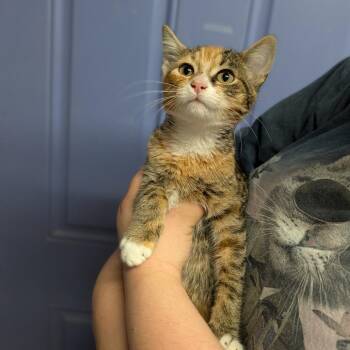 Billie -  Domestic Short Hair Cat for Adoption in Cape Girardeau, Missouri - Billie | PetCurious