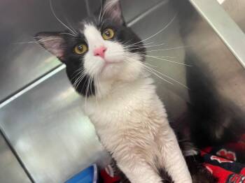 Eightball -  Domestic Medium Hair Cat for Adoption in Fall River, Massachusetts - Eightball | PetCurious
