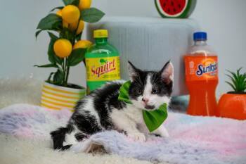Squirt -  Domestic Short Hair Cat for Adoption in Sevierville, Tennessee - Squirt | PetCurious
