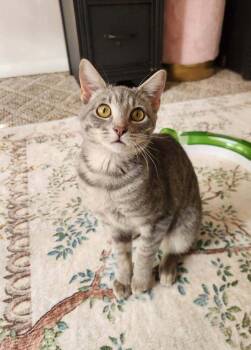 Littlebird -  Domestic Short Hair Cat for Adoption in St. Peters, Missouri - Littlebird | PetCurious