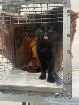 Rescue Domestic Short Hair Cats for Adoption in Trenton, New Jersey - Penelope C | PetCurious