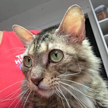 Sasha -  Domestic Medium Hair Cat for Adoption in Leander, Texas - Sasha | PetCurious