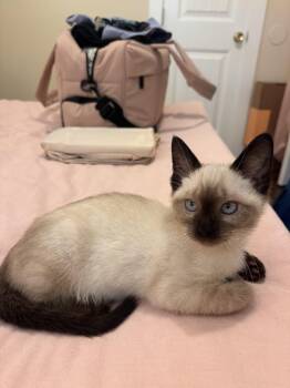 Pepper -  Domestic Short Hair and Siamese Cat for Adoption in Nashville, Tennessee - Pepper | PetCurious