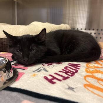 Coco Puff -  Domestic Short Hair Cat for Adoption in Knoxville, Tennessee - Coco Puff | PetCurious