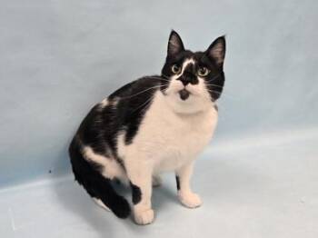 Scout -  Domestic Short Hair Cat for Adoption in Minneapolis, Minnesota - Scout | PetCurious