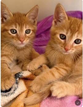 Pumpkin -  Domestic Short Hair Cat for Adoption in Larkfield-wikiup, California - Pumpkin | PetCurious