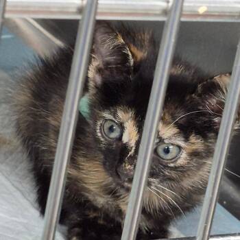Sabrina (Blue) -  Domestic Short Hair and Extra Toes Cat Hemingway Polydactyl Cat for Adoption in Vieques, Vieques - Sabrina (Blue) | PetCurious