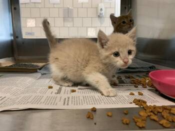 Domestic Short Hair Cats Available for Adoption in Grand Prairie, Texas - RIGBY | PetCurious