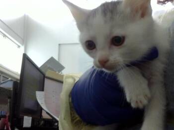 Domestic Long Hair Cats Available for Adoption in Dallas, Texas - TIGGER | PetCurious