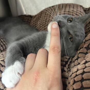 Gloobert -  Domestic Short Hair Cat for Adoption in York, Pennsylvania - Gloobert | PetCurious