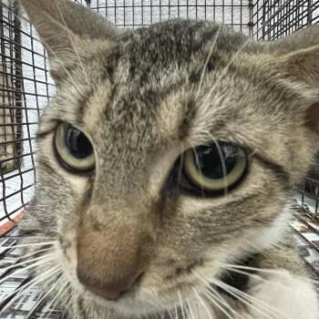 Jacqueline -  Domestic Short Hair Cat for Adoption in Edinburg, Texas - Jacqueline | PetCurious
