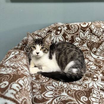 Boo - 722 -  Domestic Short Hair Cat for Adoption in St. Louis, Missouri - Boo - 722 | PetCurious