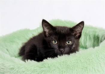 ONYX -  Domestic Short Hair Cat for Adoption in Fort Lauderdale, Florida - ONYX | PetCurious