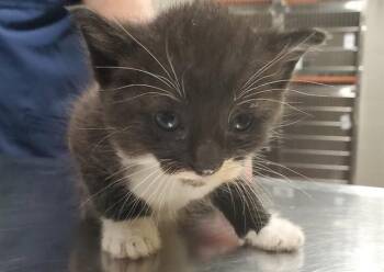 HIBISCUS -  Domestic Short Hair Cat for Adoption in Aurora, Illinois - HIBISCUS | PetCurious