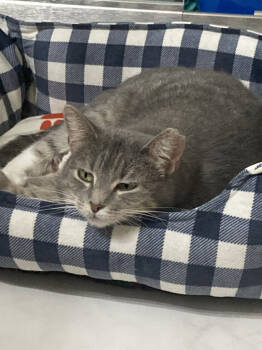 Rescue Domestic Short Hair Cats for Adoption in St. Cloud, Minnesota - Delphina | PetCurious