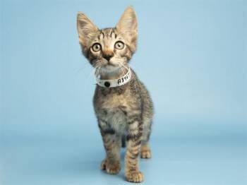 WHITE FOX -  Domestic Short Hair Cat for Adoption in Phoenix, Arizona - WHITE FOX | PetCurious
