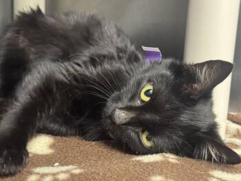 Rescue Domestic Medium Hair Cats for Adoption in Marshall, North Carolina - Tammy | PetCurious