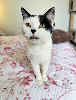 Katla -  Domestic Short Hair Cat Available for Adoption in Lima, Ohio - Katla | PetCurious