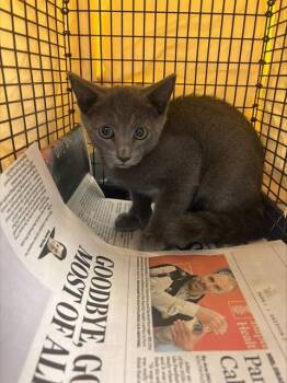 PARIS -  Domestic Short Hair Cat for Adoption in Fort Lauderdale, Florida - PARIS | PetCurious