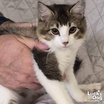 Domestic Medium Hair and Tabby Cats Available for Adoption - Apollo | PetCurious