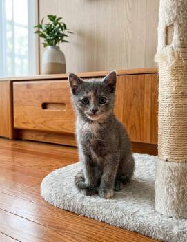 Sea shell -  Domestic Short Hair Cat for Adoption in Newtown Square, Pennsylvania - Sea Shell | PetCurious