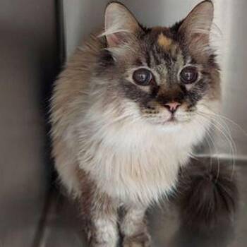 Siamese Cats Available for Adoption in Lake Havasu City, Arizona - Sapphire | PetCurious