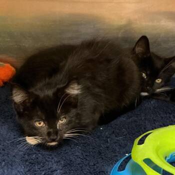 Elsie -  Domestic Short Hair Cat for Adoption in Waynesburg, Pennsylvania - Elsie | PetCurious